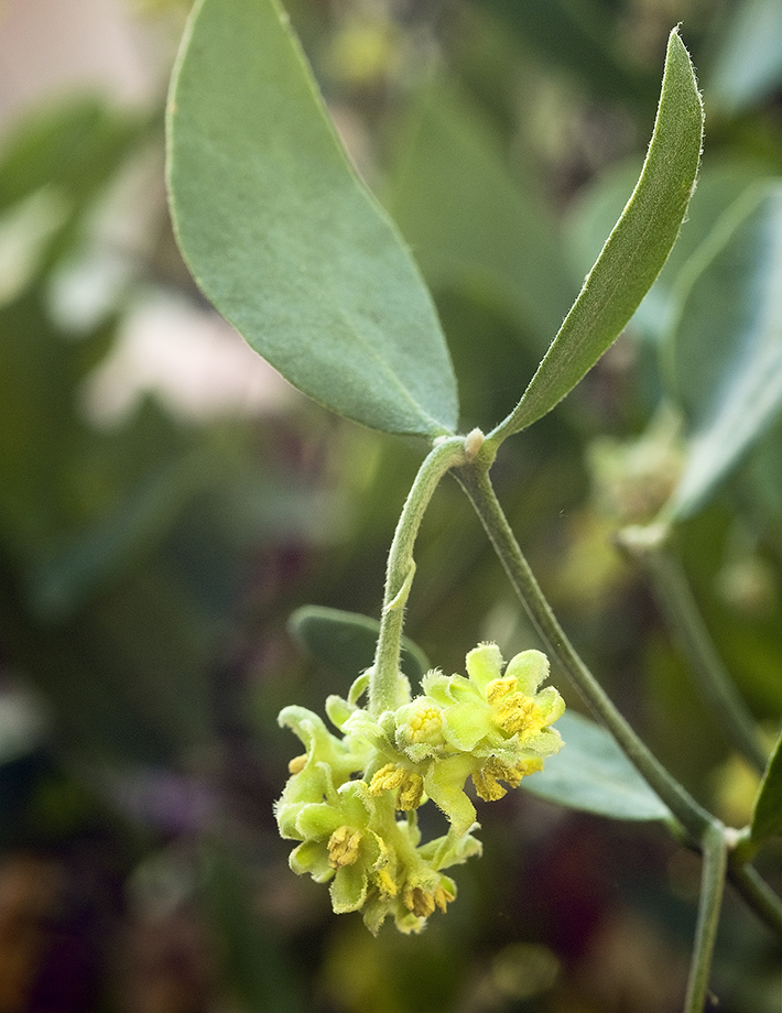 6,6 % Jojobový olej v Polysanu®